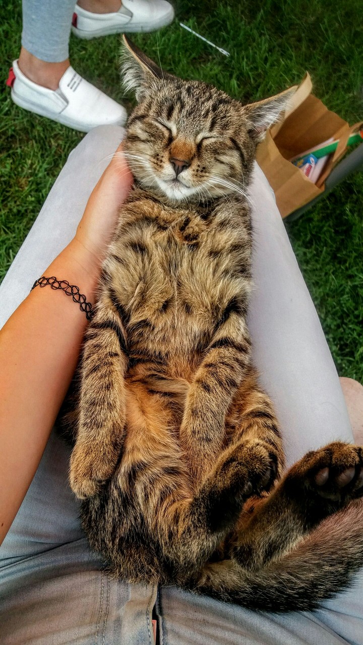 sleppy cat