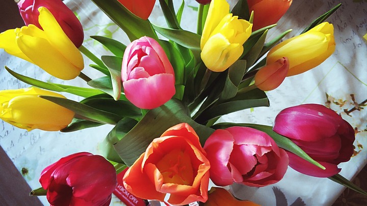 Tulips