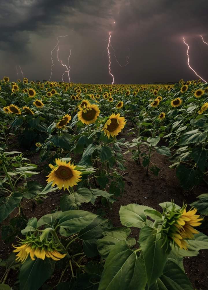 sunflower, storm