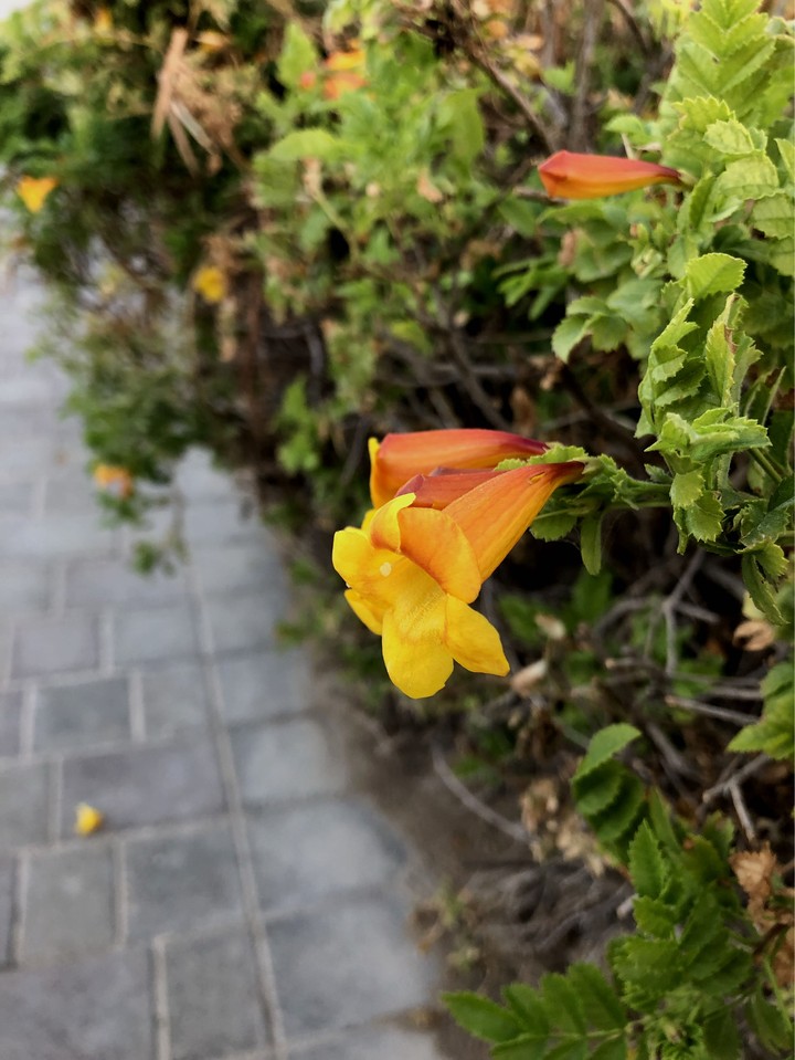 flowers