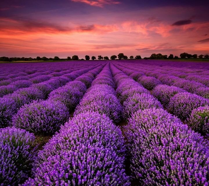 purple