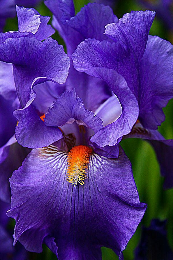 purple iris