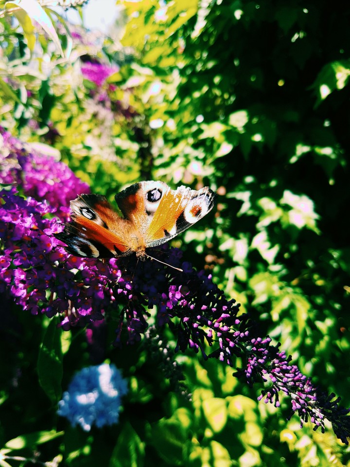 Butterfly
