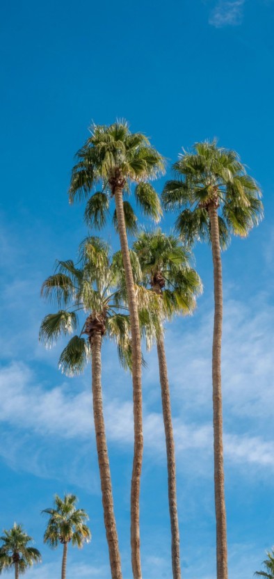 Palm trees