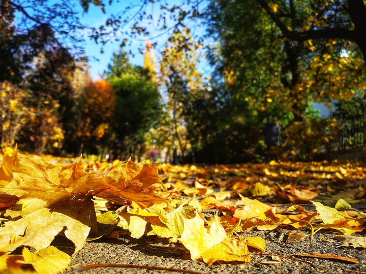 autumn