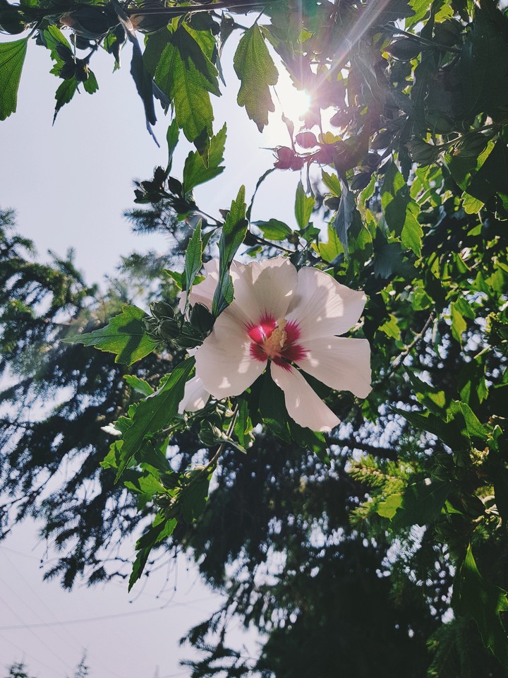 Sun flower