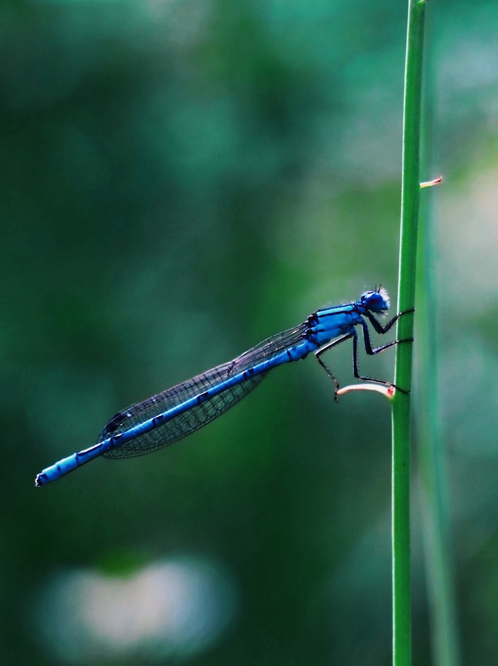 dragon-fly