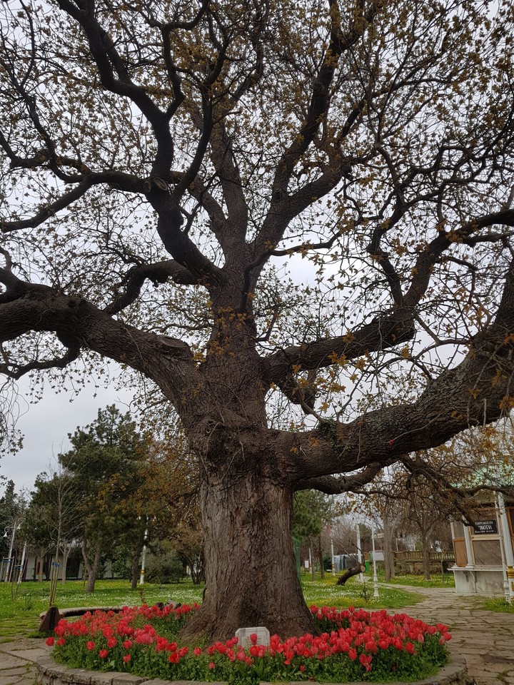 600 years old