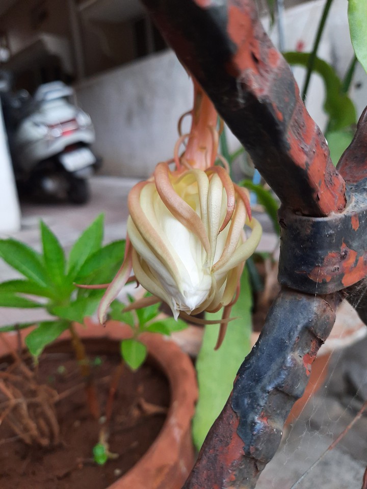 ??