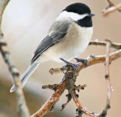 Tit, twig वॉलपेपर