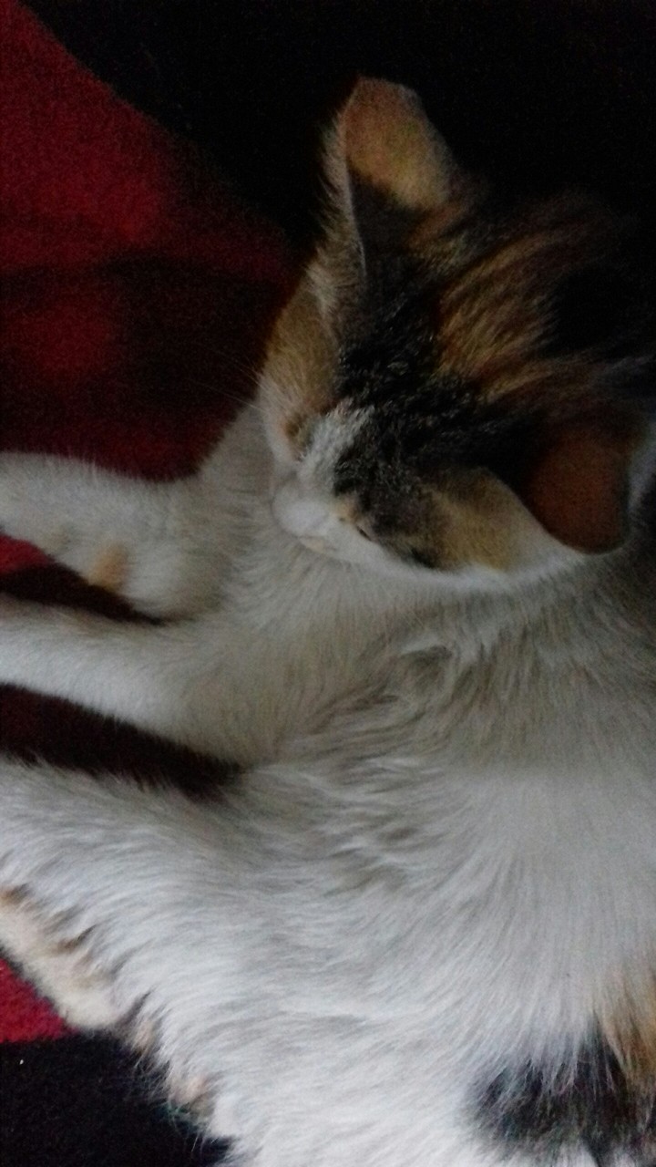 my cat