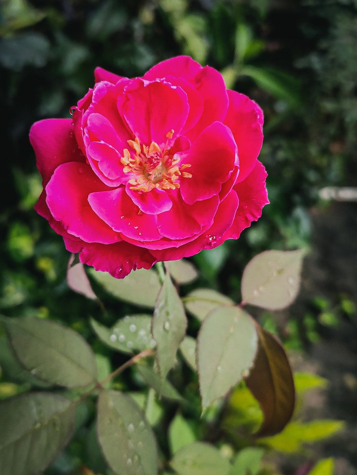 Rose