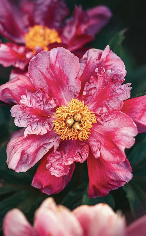Flower, Petal, Red