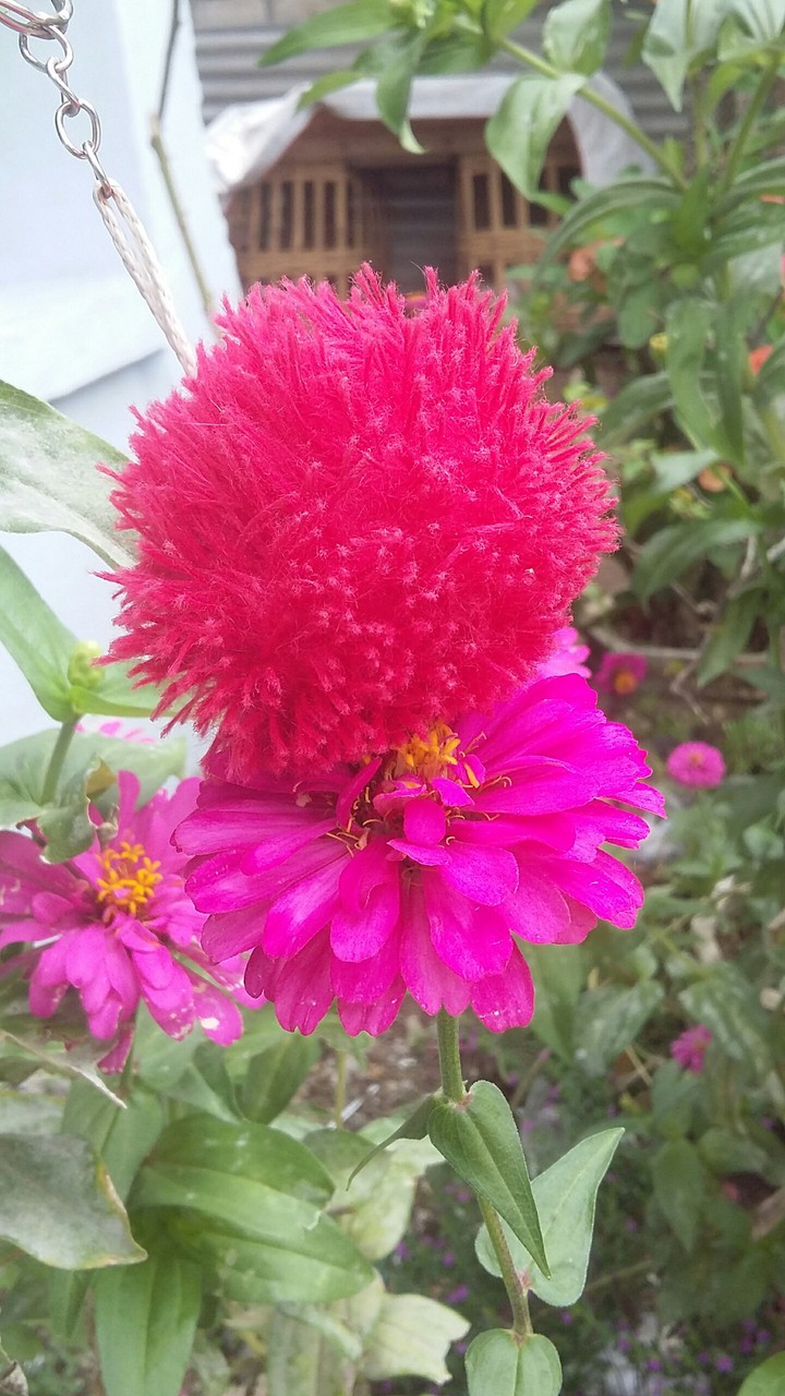 pom flower pom