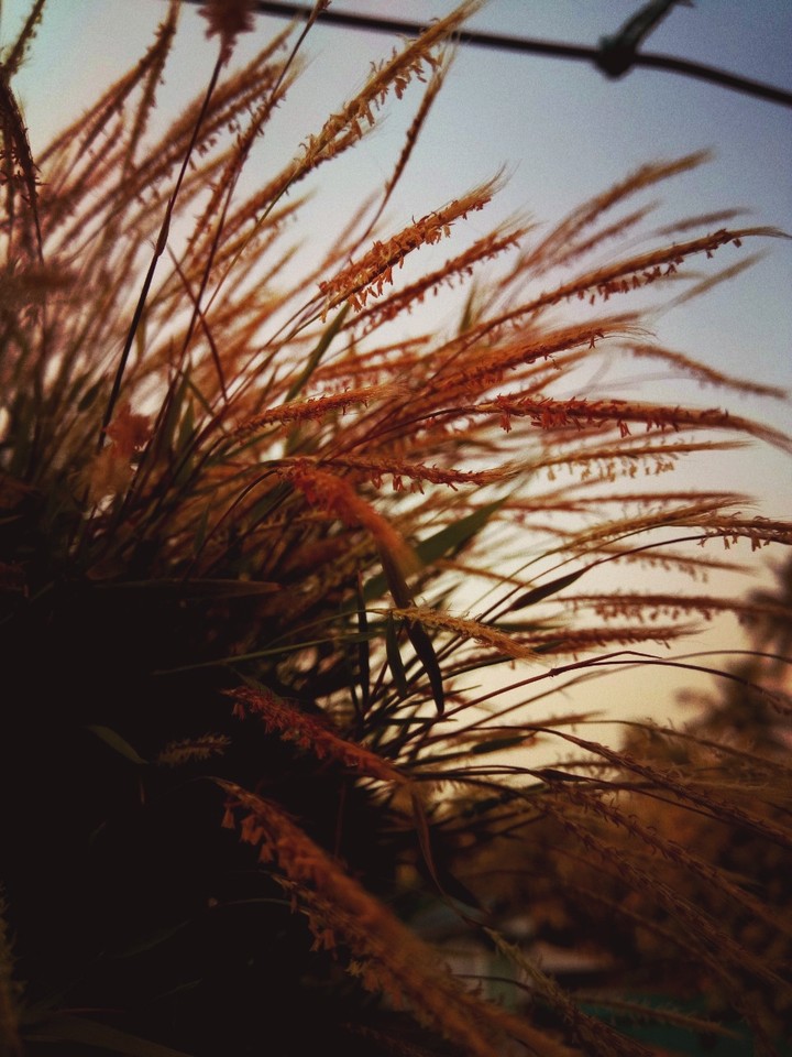 bamboo