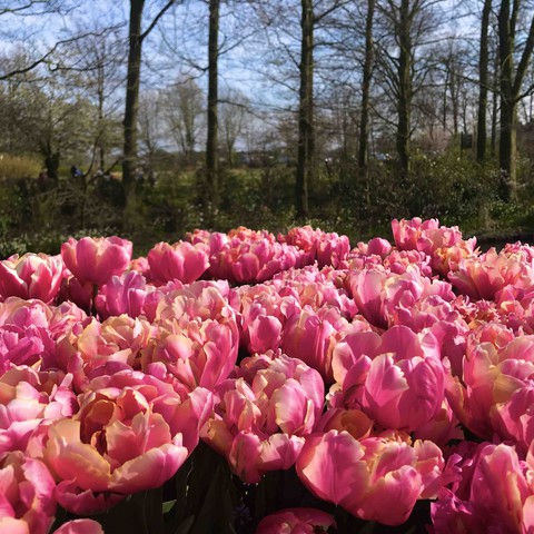 At the Keukenhof Park, 2019