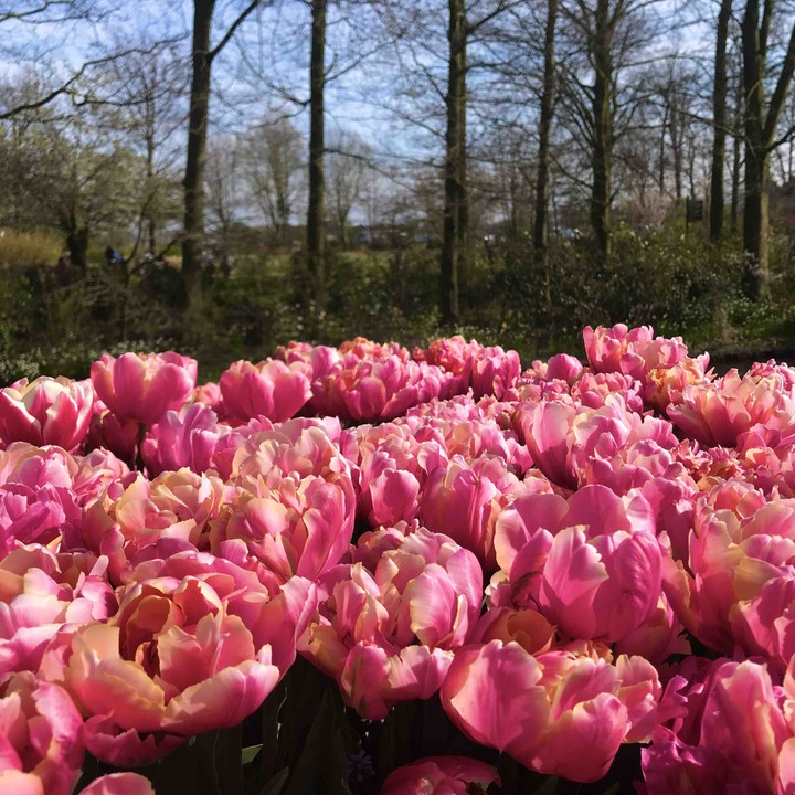 At the Keukenhof Park, 2019