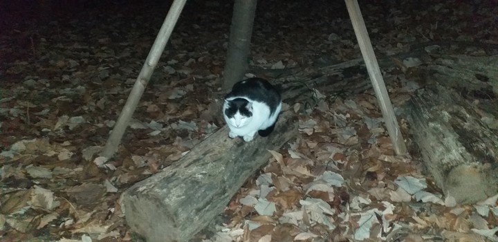 cat