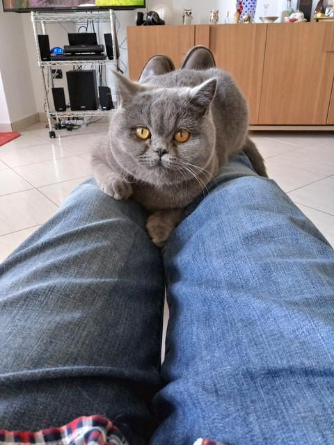 тапети whiskers, cat