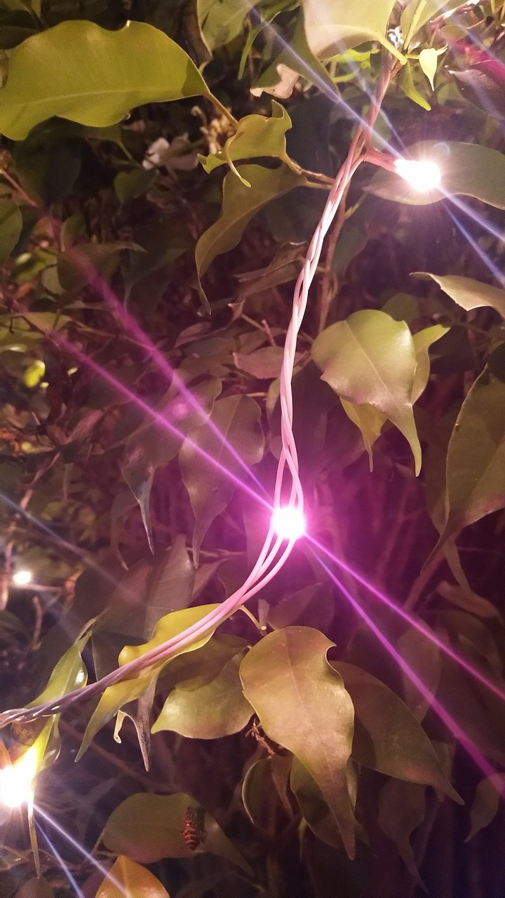 lights n leaves