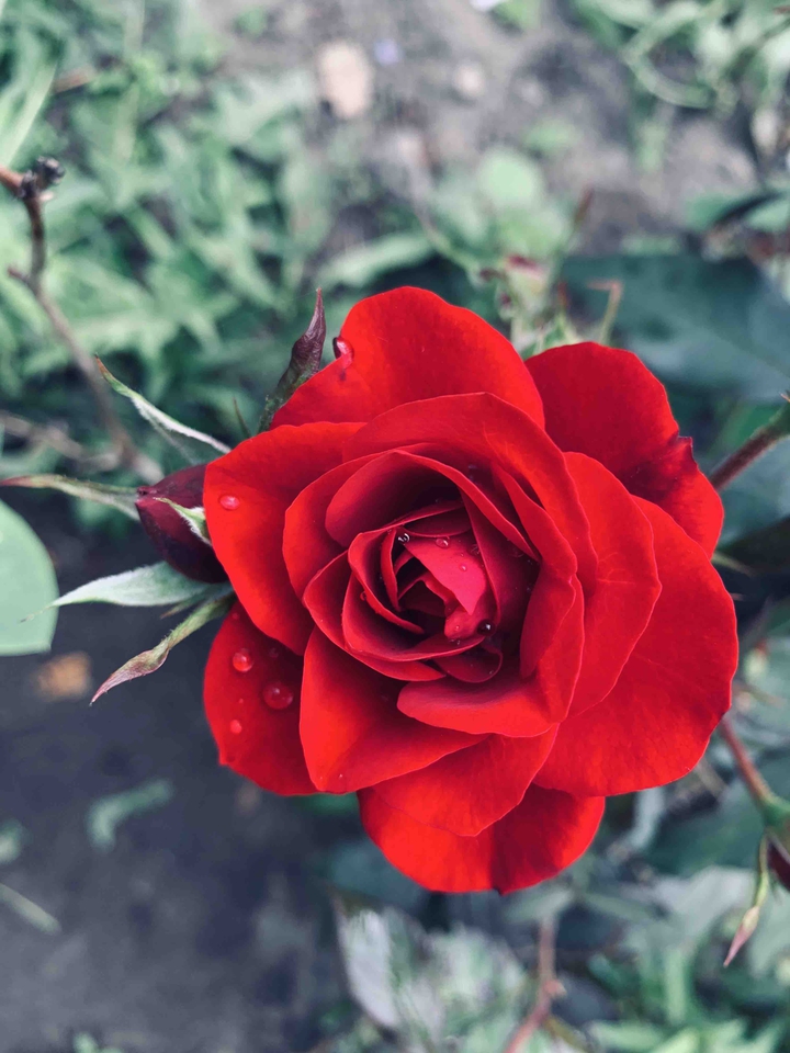 Red rose