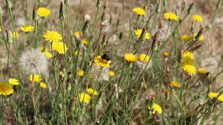 Abeja