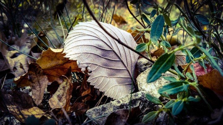 Leafy