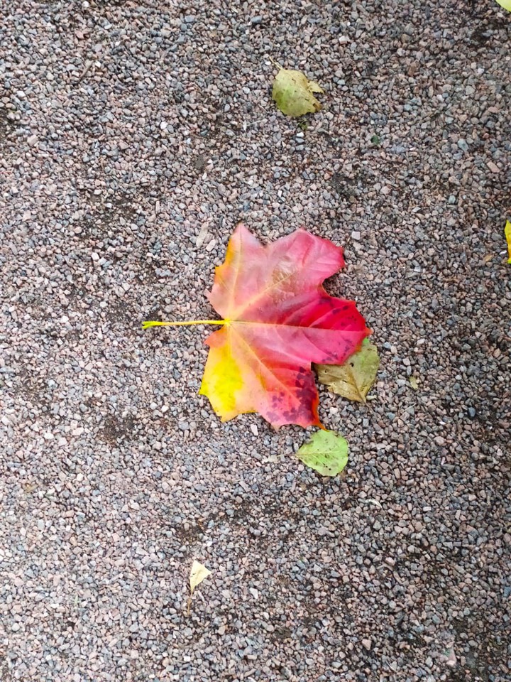 A colour leaf over the ground