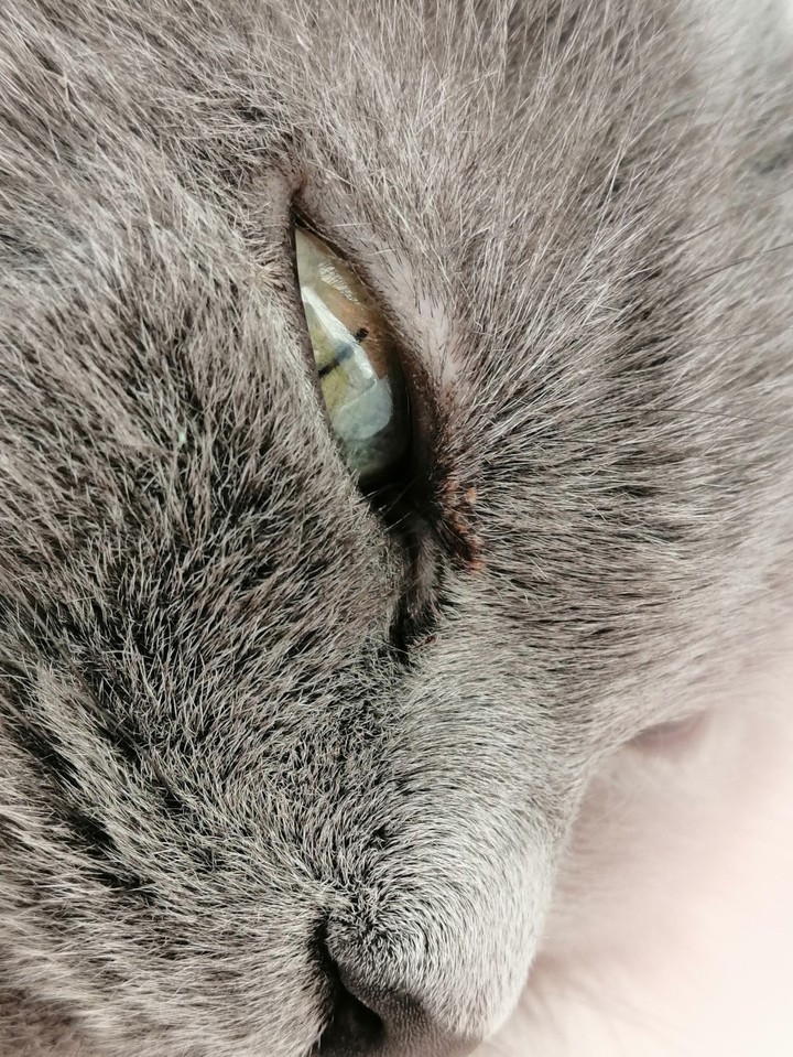 Silver cat