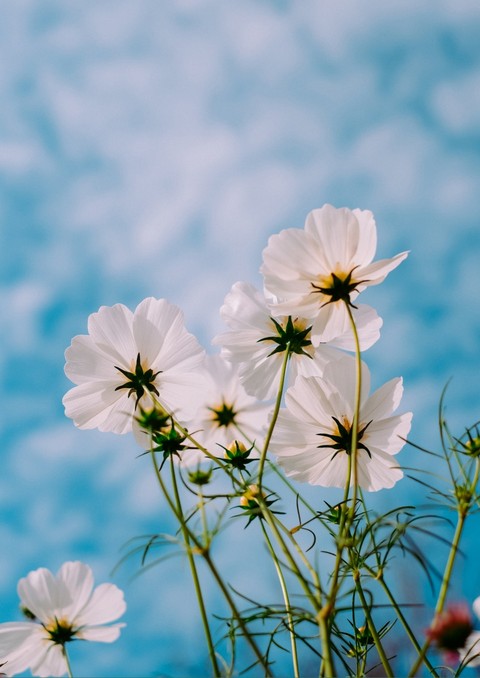 elegant white flowers....