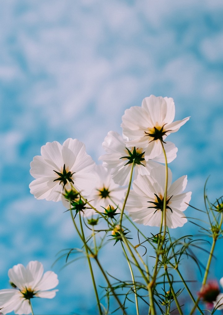 elegant white flowers....