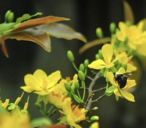 خلفيات spring, flower