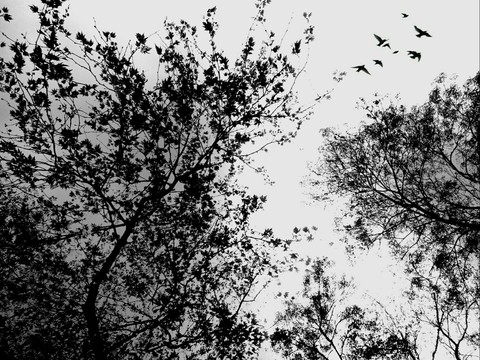 Dark