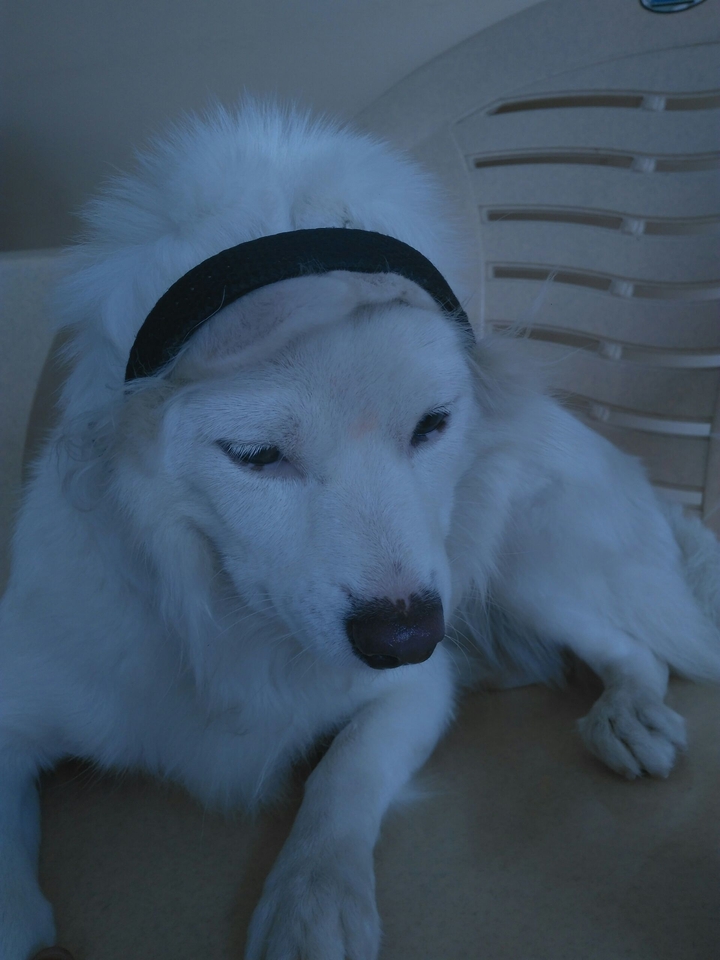 cute puppy