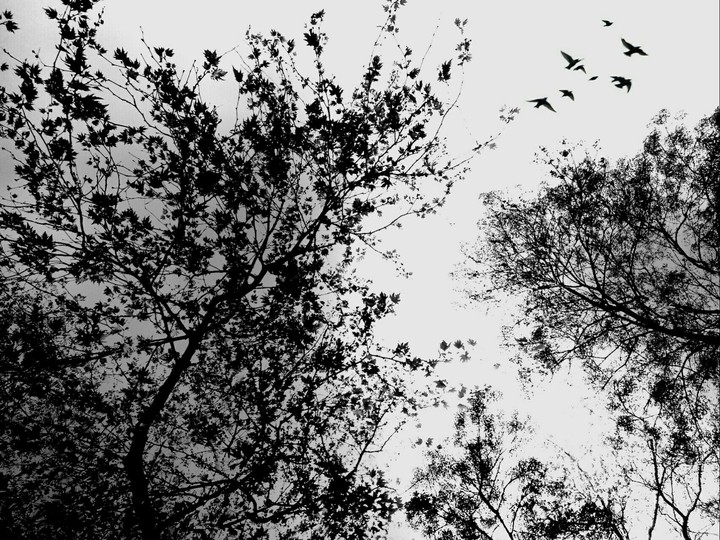 Dark