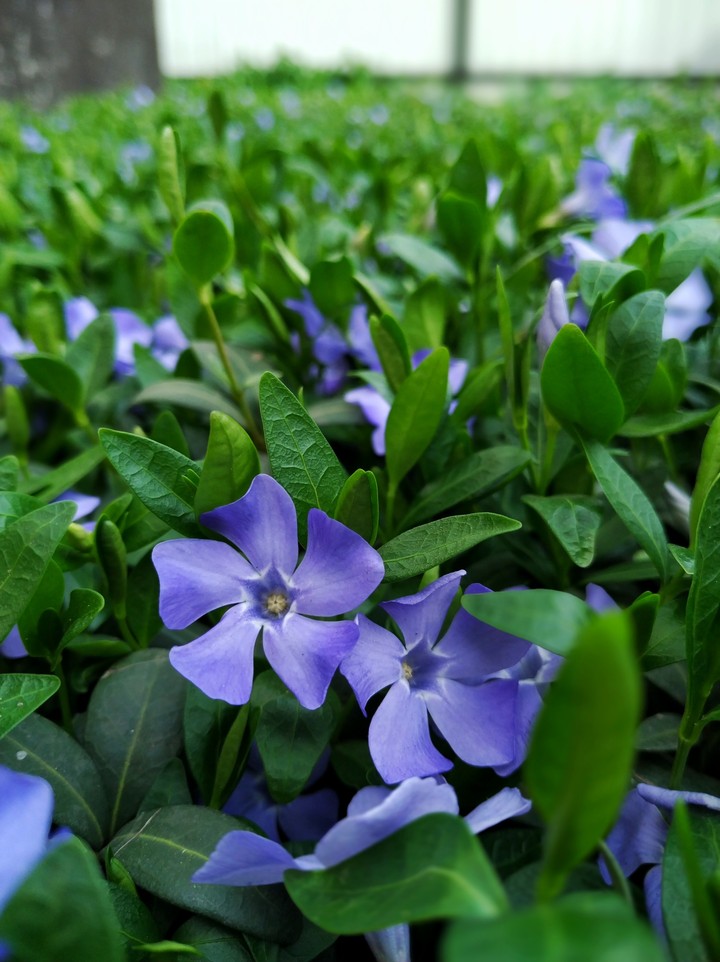 purple green