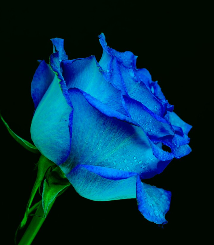 Blue