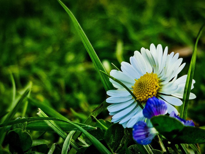 flower