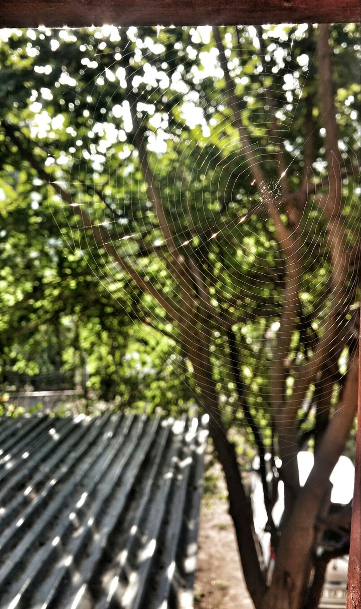 Cobweb