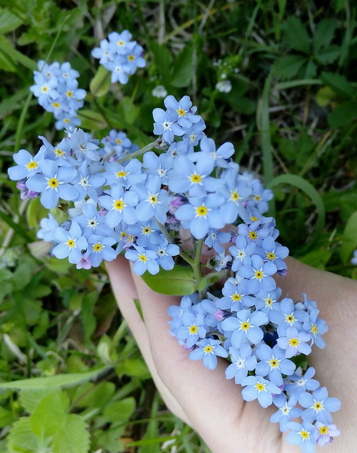 Цветы незабудки