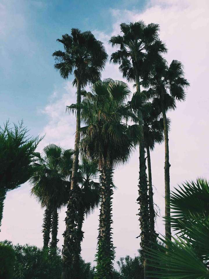 palm trees