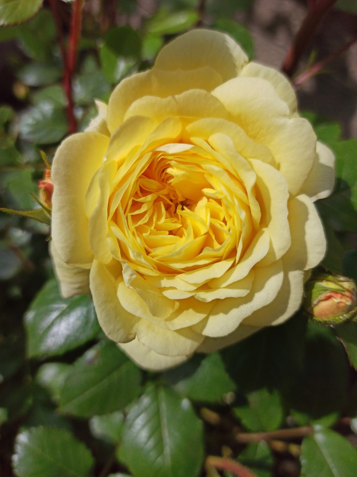 rose