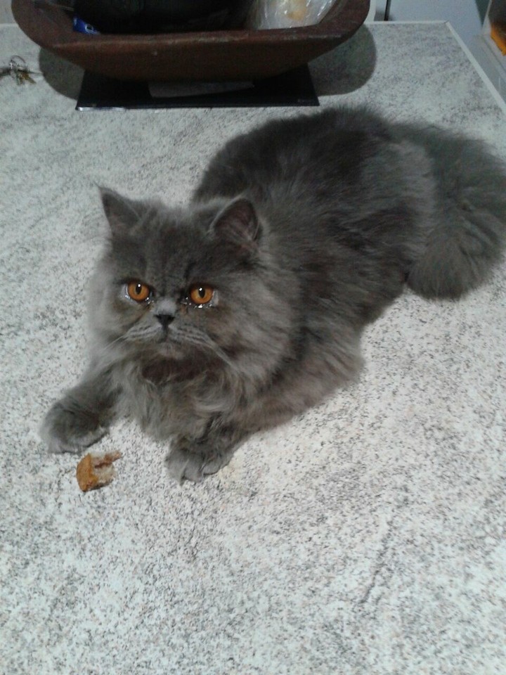 meu gato querido