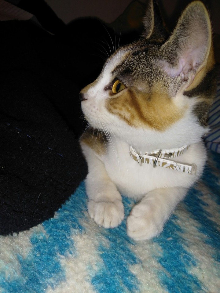 cuca
