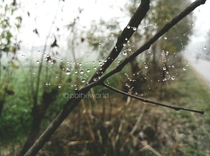 water droplets on web