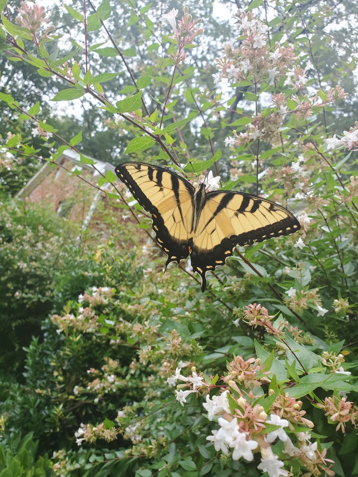 tiger swallowtail sipping on nectar