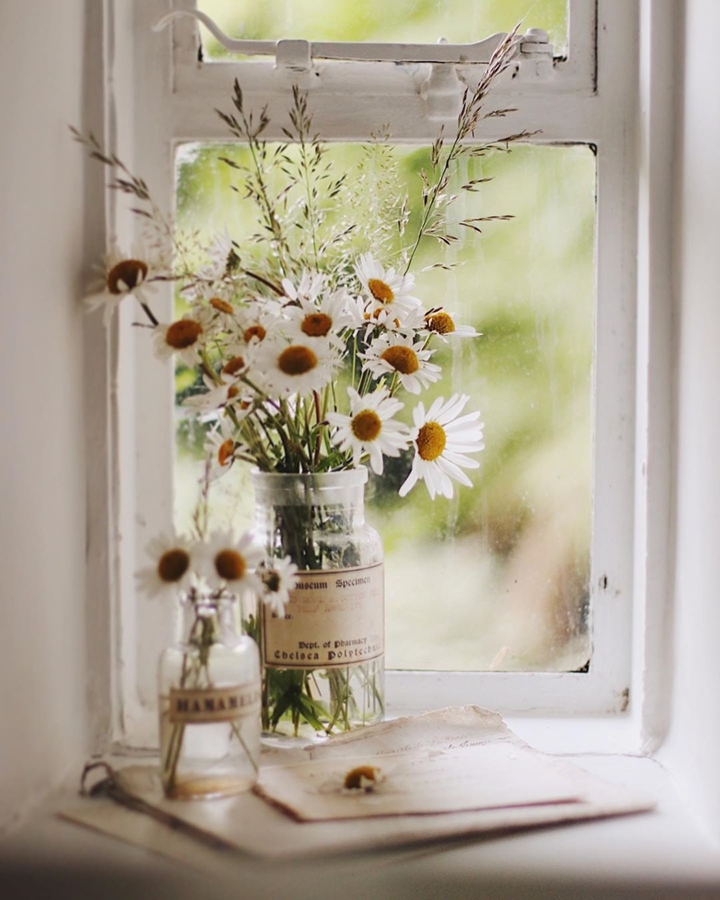 daisies