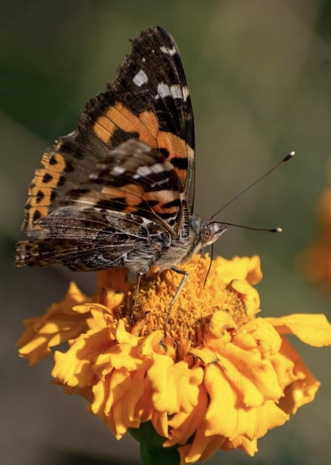butterfly, arthropod wallpapers