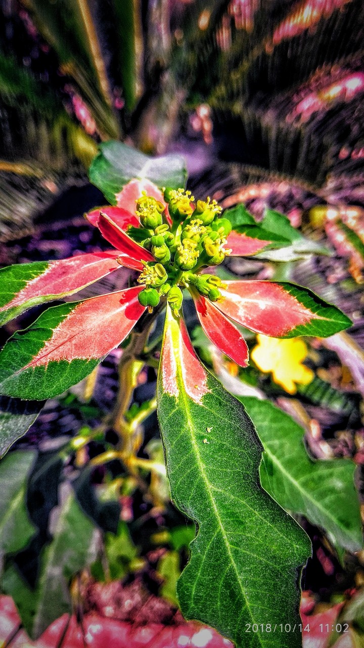 flower