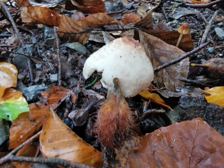 Der Herbst
